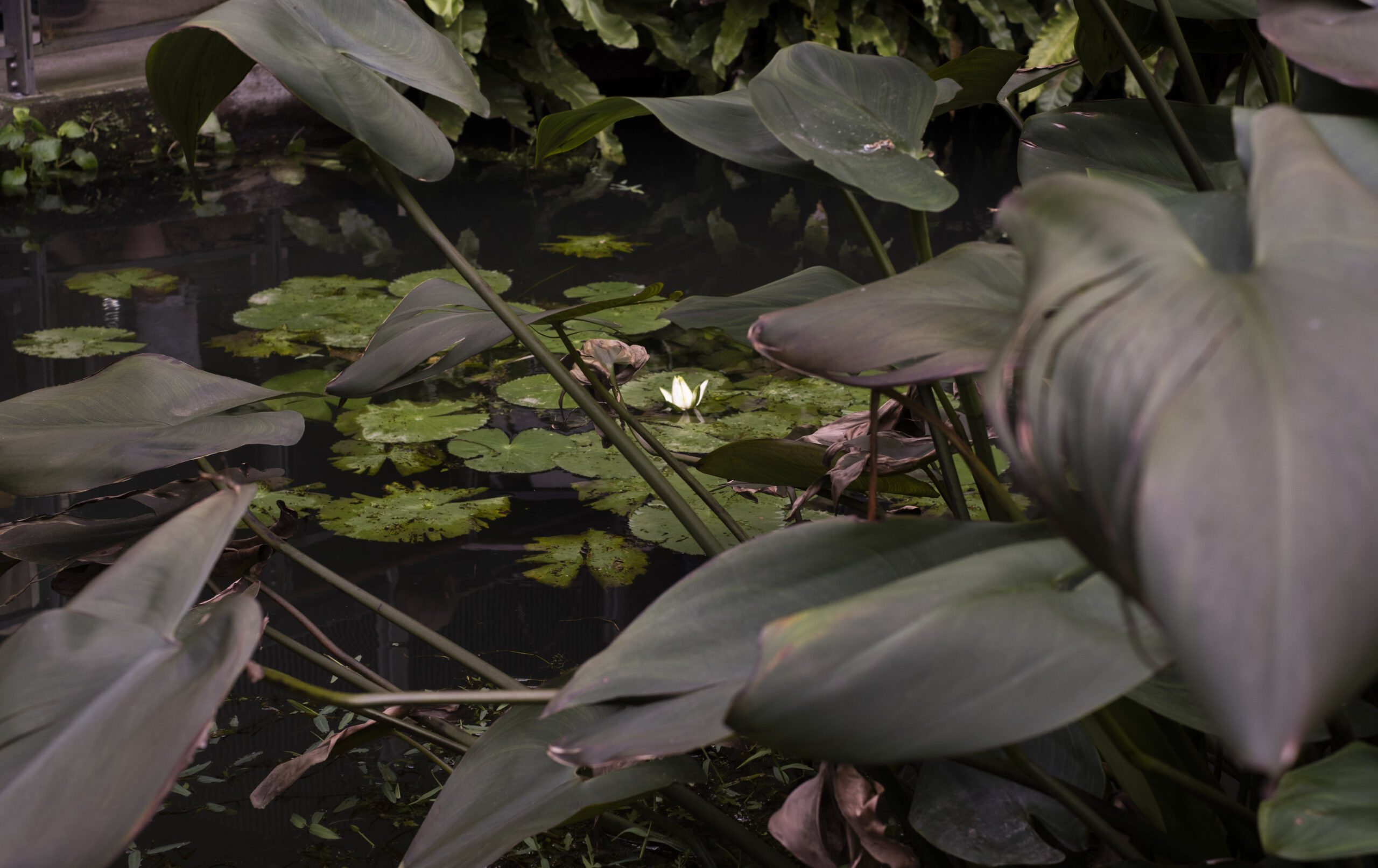 Bloom by Jessica Nguyen 2024